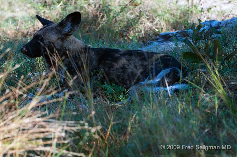 20090617_104611 D300 X1.jpg - Wild dogs hunt in packs.  They begin eating their prey while the animal is still alive.  Although once considered repulsive, studies now show that an animal dies more quickly by disemboweling than by strangulation and suffocation, methods used by the Lion and Leopard